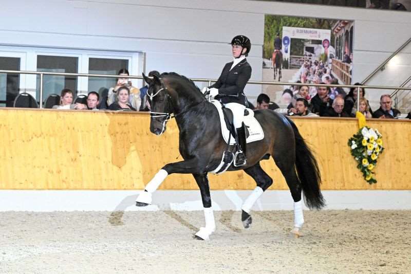 Escanto PS OLD Stallion